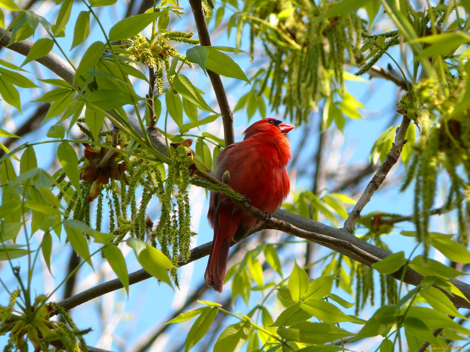 male, northern, cardinal, , 